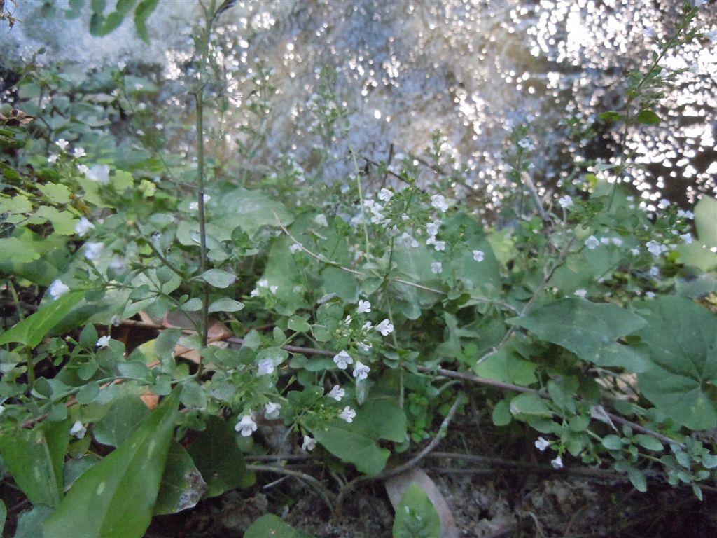 Reggia di Caserta (CE) : Clinopodium nepeta